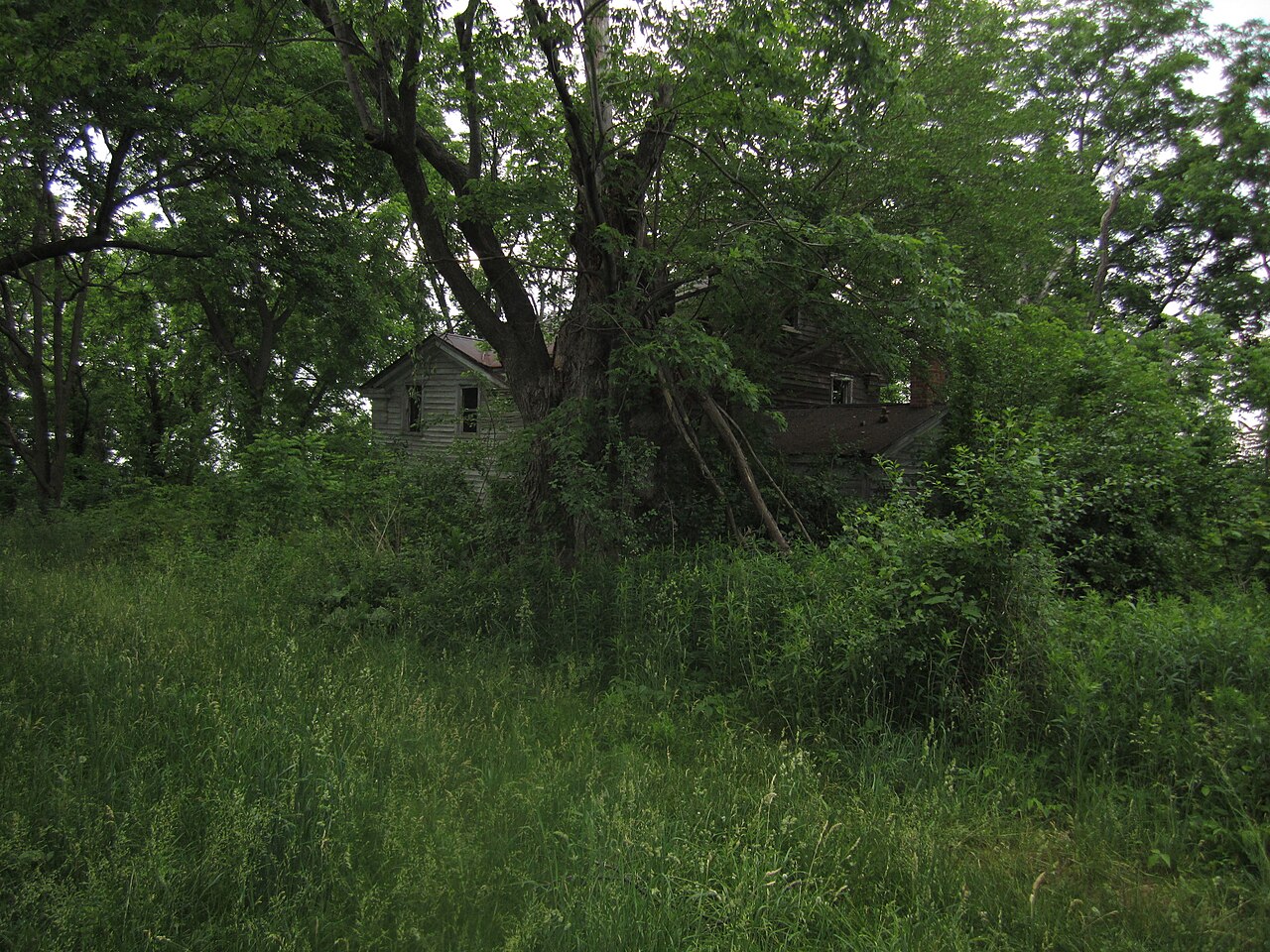 An abandoned farmhouse almost hidden by overgrown trees and tall grass